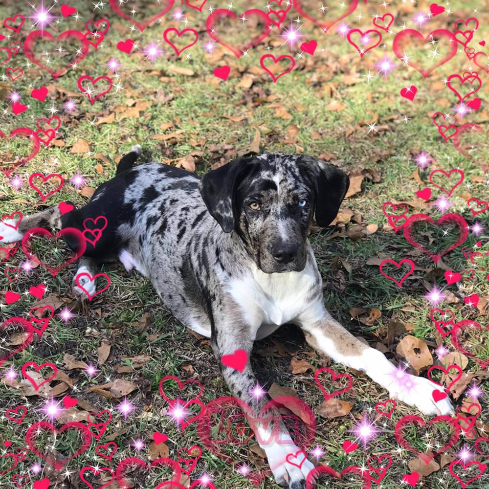 Meet your Posher, Allison